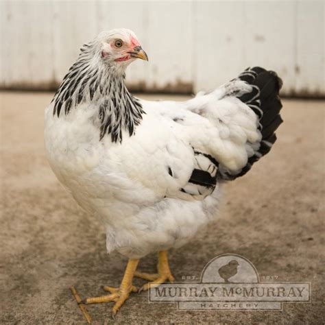 colombian chick|Murray McMurray Hatchery .